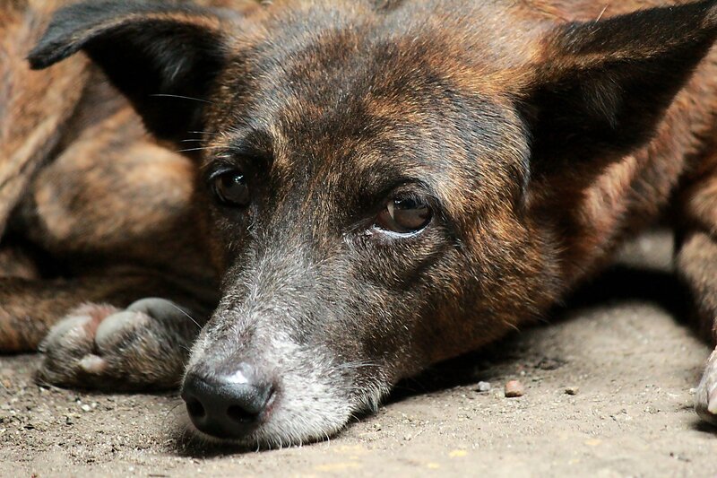 Brindle Dog Lying Down — Brown