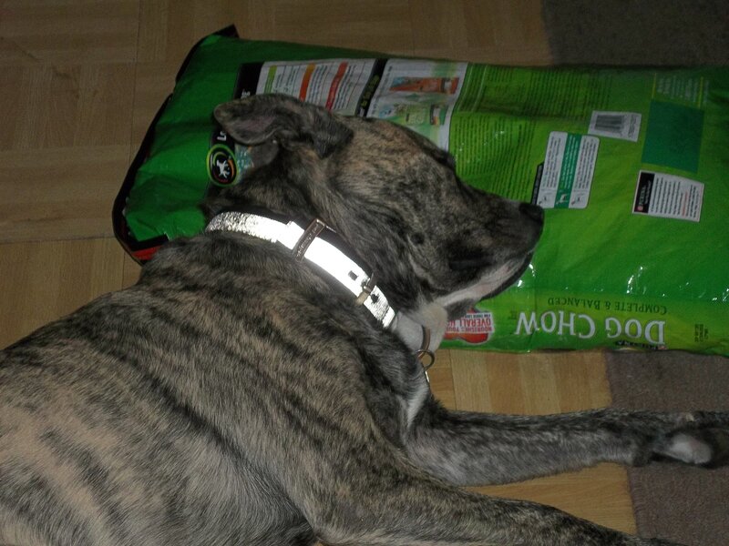 Brindle Dog Lying Down — Gray