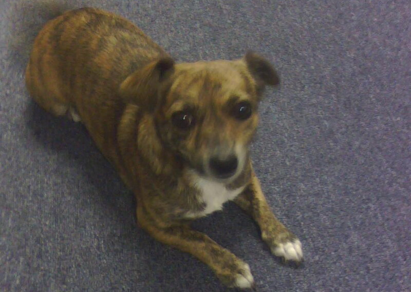 Brindle Dog Lying Down