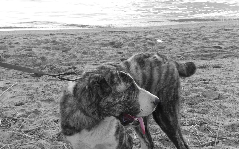 Brindle Dog on Beach — Black