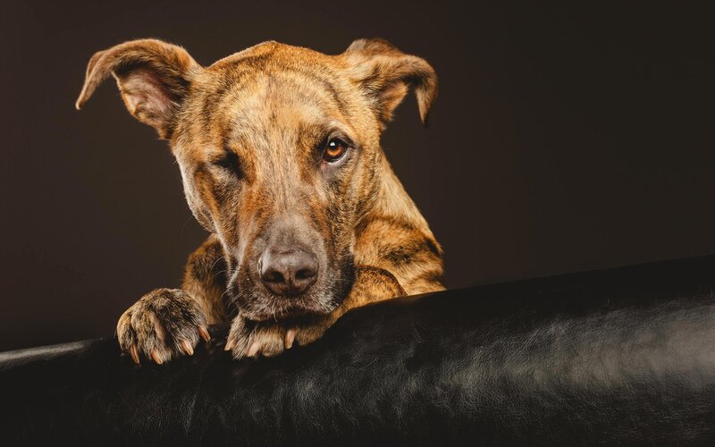 Brindle Dog on Black Surface