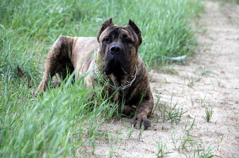 brindle dog on chain