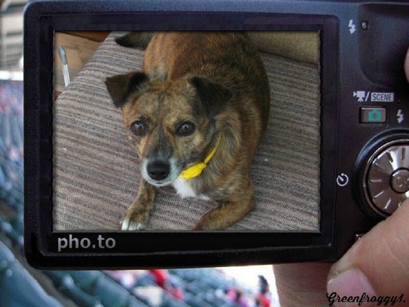 Brindle Dog on Couch — Brown, Calm