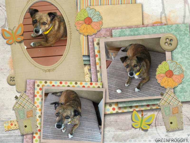 Brindle Dog on Couch — Brown