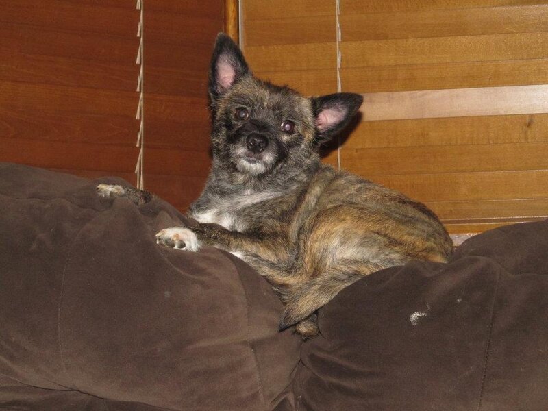Brindle Dog on Couch