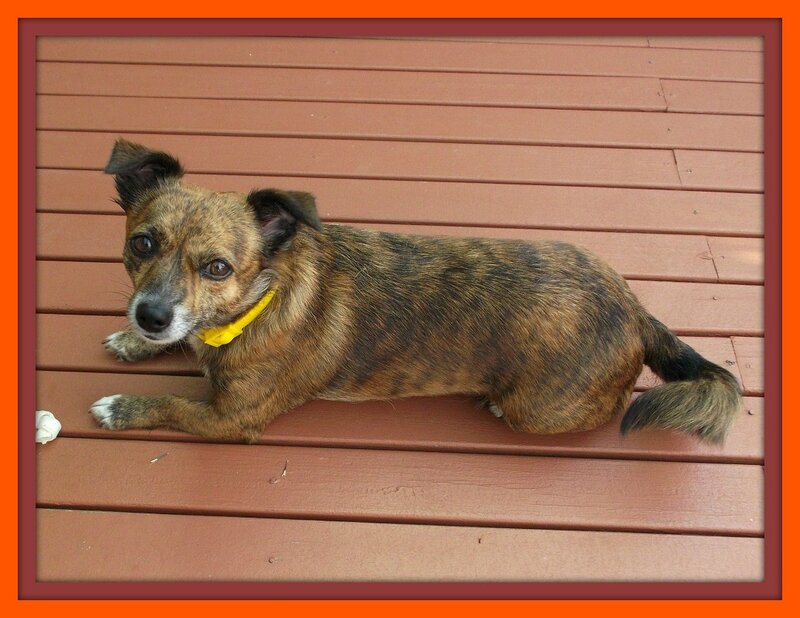 Brindle Dog on Deck — Brown, Calm