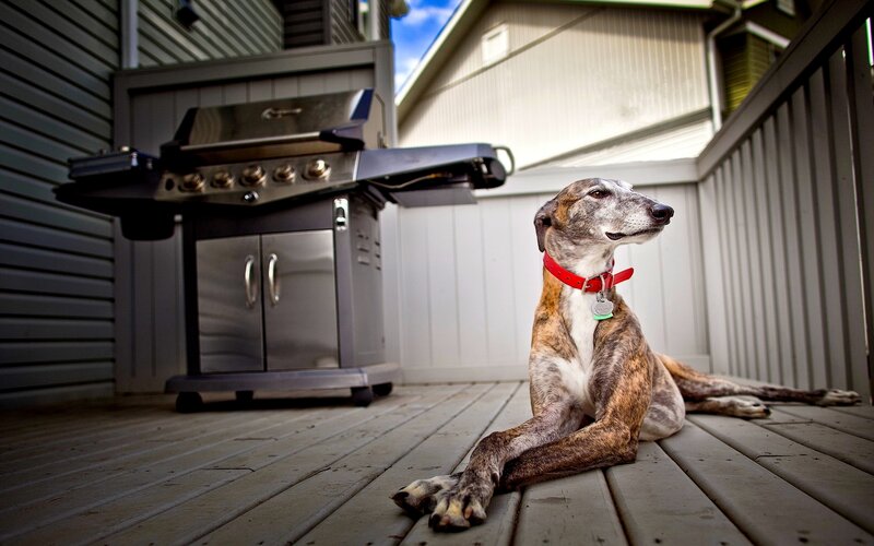 Brindle Dog on Deck — Brown