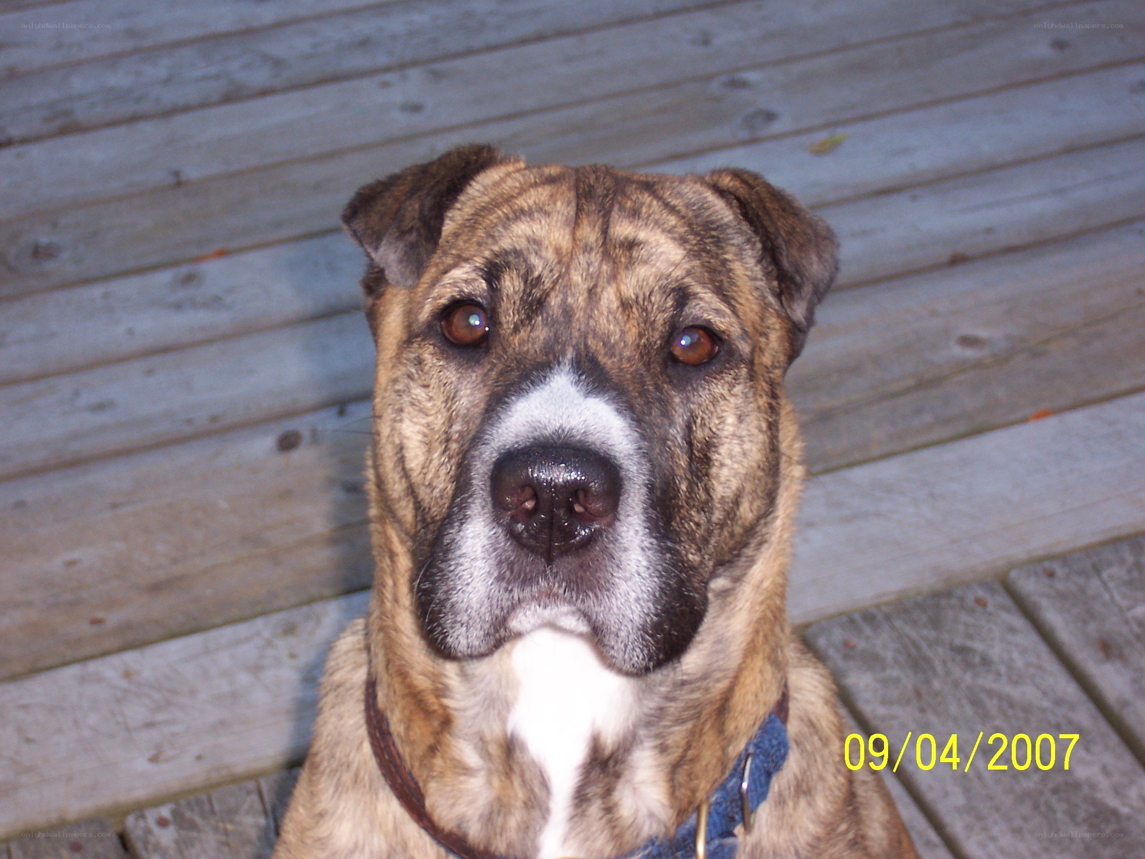 brindle dog on deck