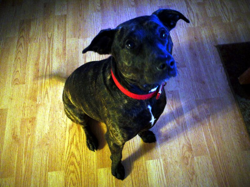 Brindle Dog on Floor