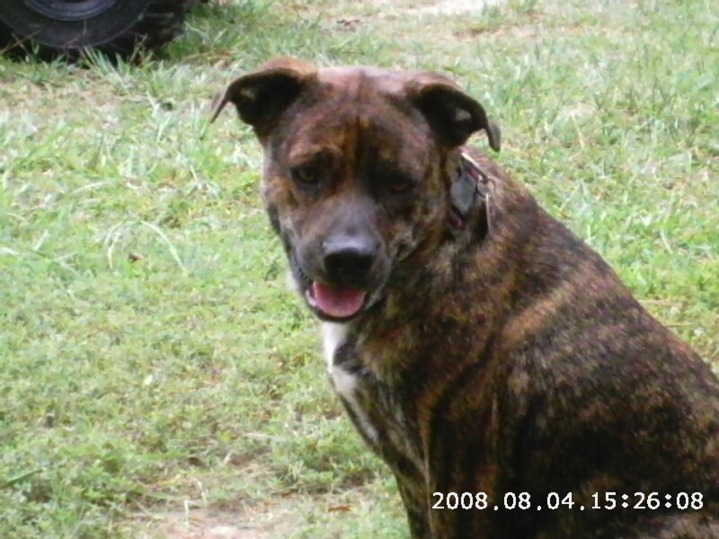 brindle dog on grass