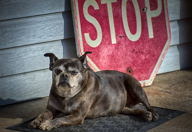 Brindle Dog on Mat