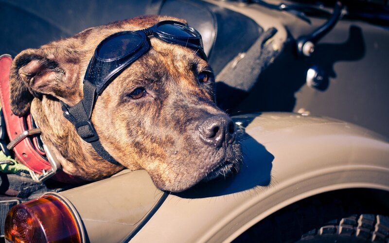 Brindle Dog on Motorcycle — Brown, Dramatic