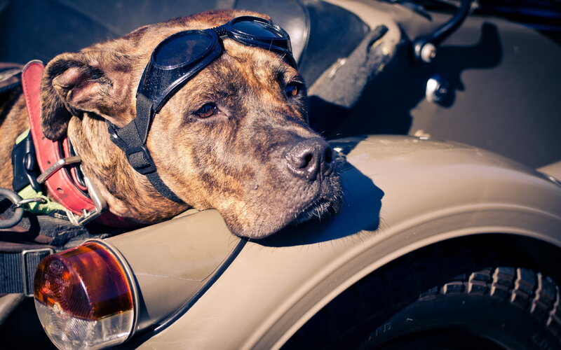 Brindle Dog on Motorcycle — Brown
