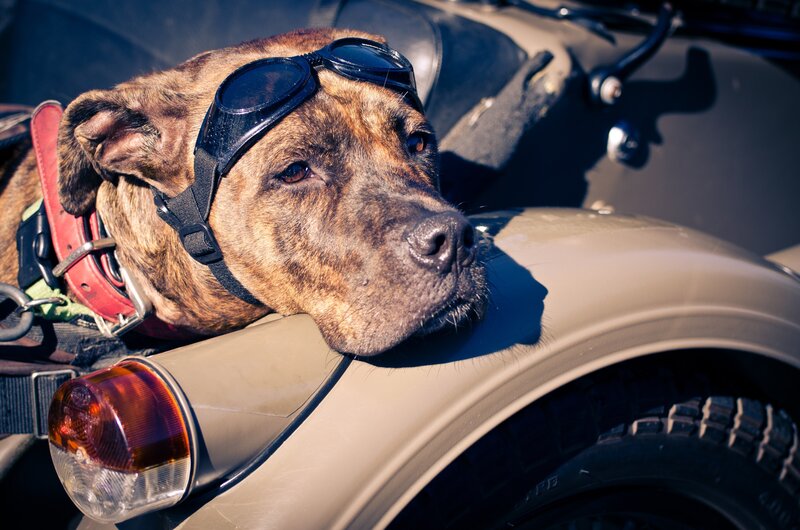 Brindle Dog on Motorcycle