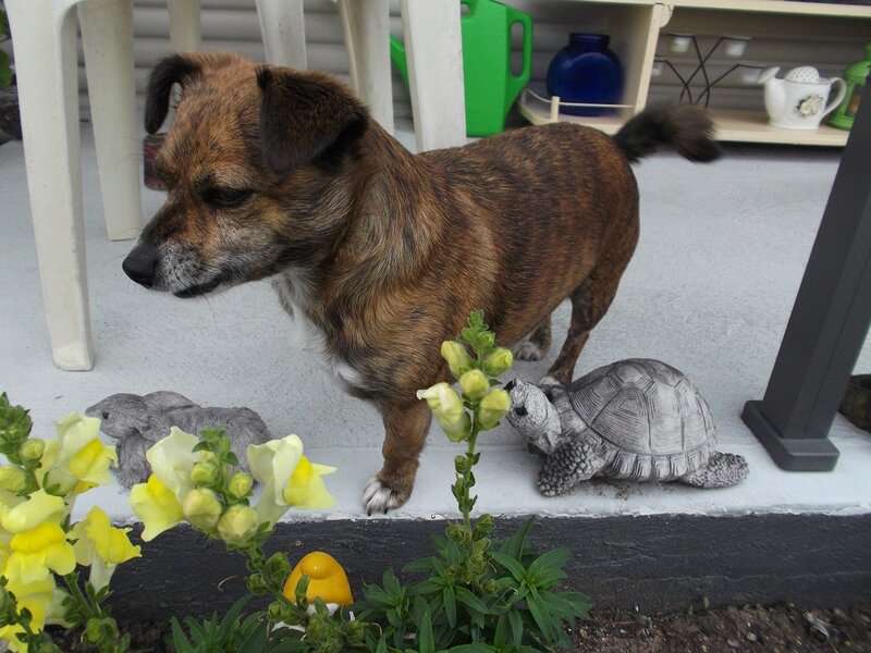 Brindle Dog on Porch — Brown