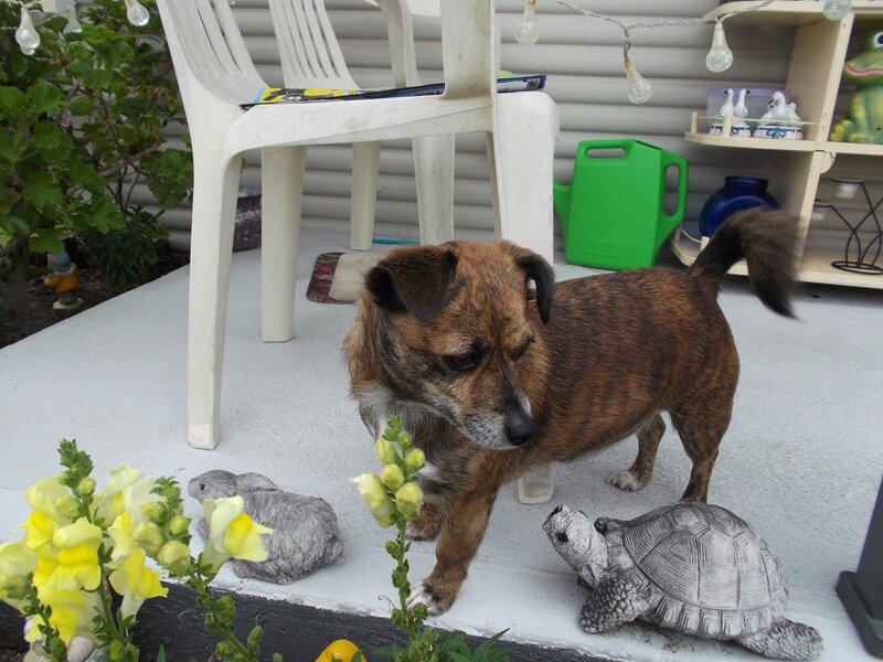 Brindle Dog on Porch