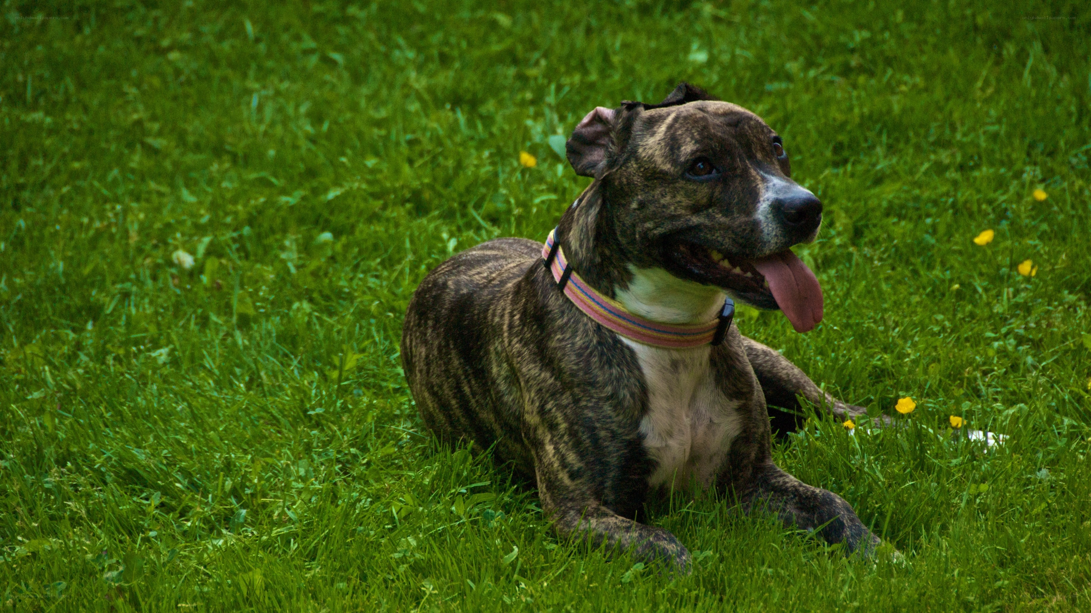 brindle dog resting in grass