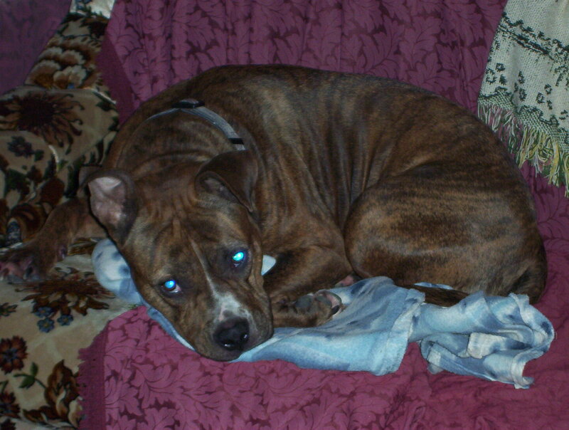 brindle dog resting on couch
