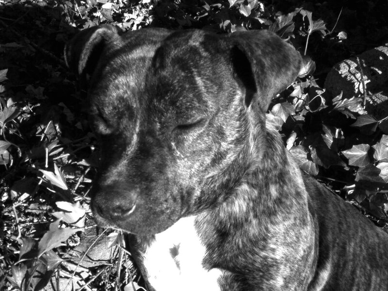 Brindle Dog Resting