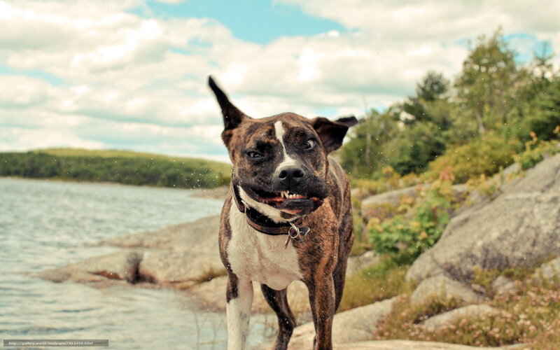 Brindle Dog Shaking Head — Brown