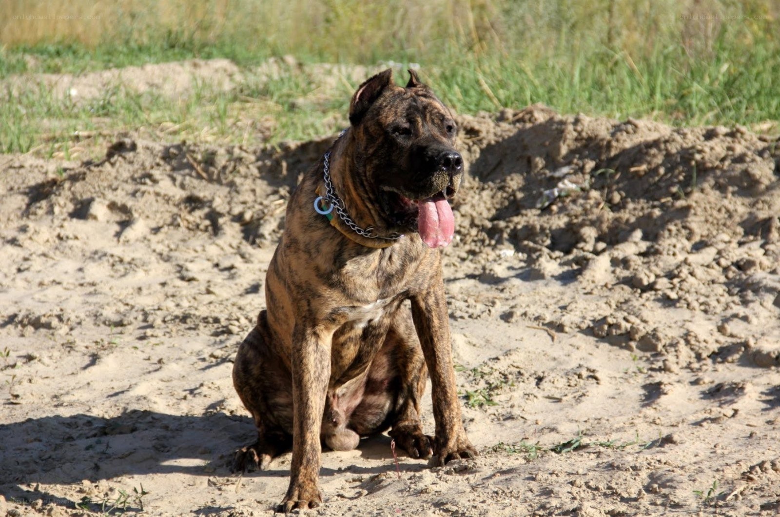 brindle dog sitting in dirt