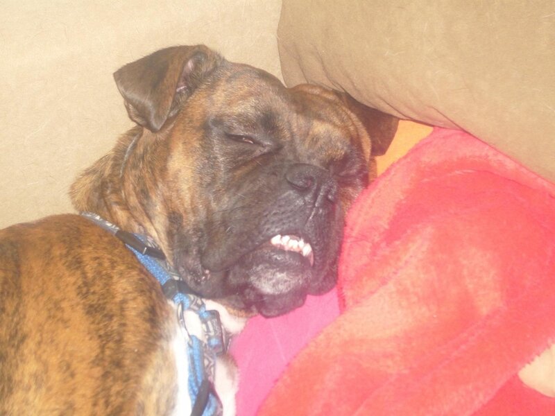 brindle dog sleeping on couch