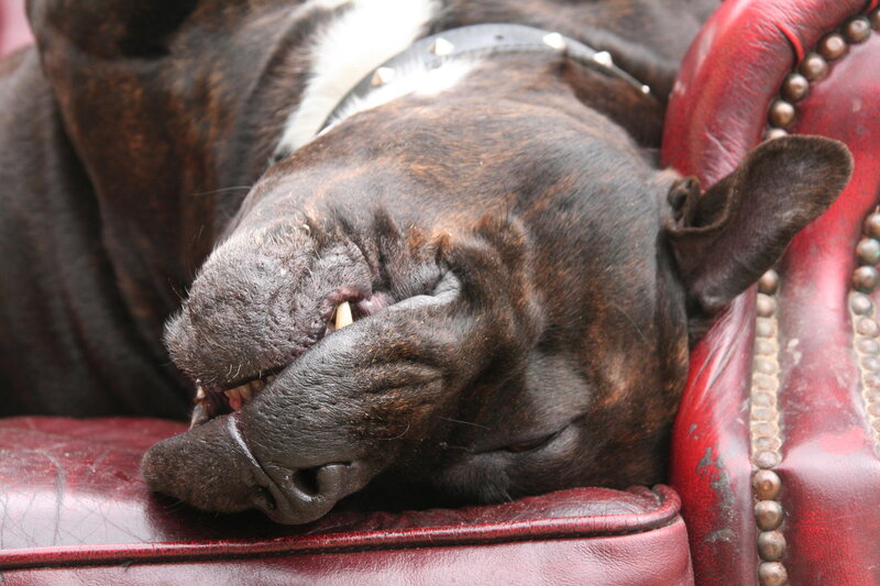 Brindle Dog Sleeping