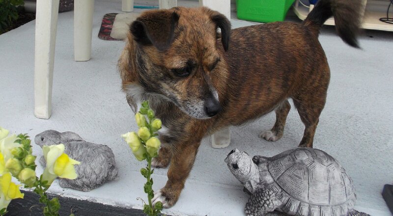Brindle Dog Sniffing Flowers