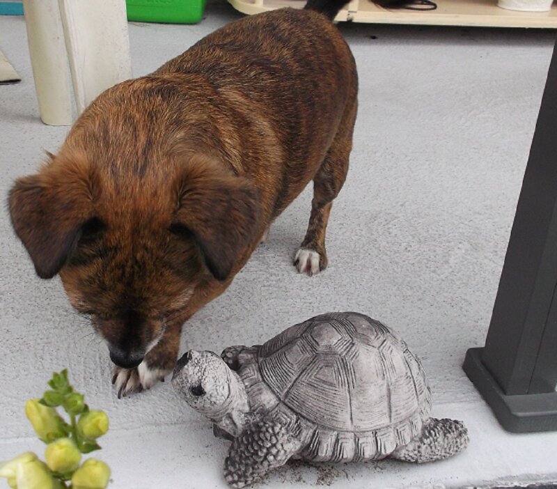 Brindle Dog Sniffing Turtle