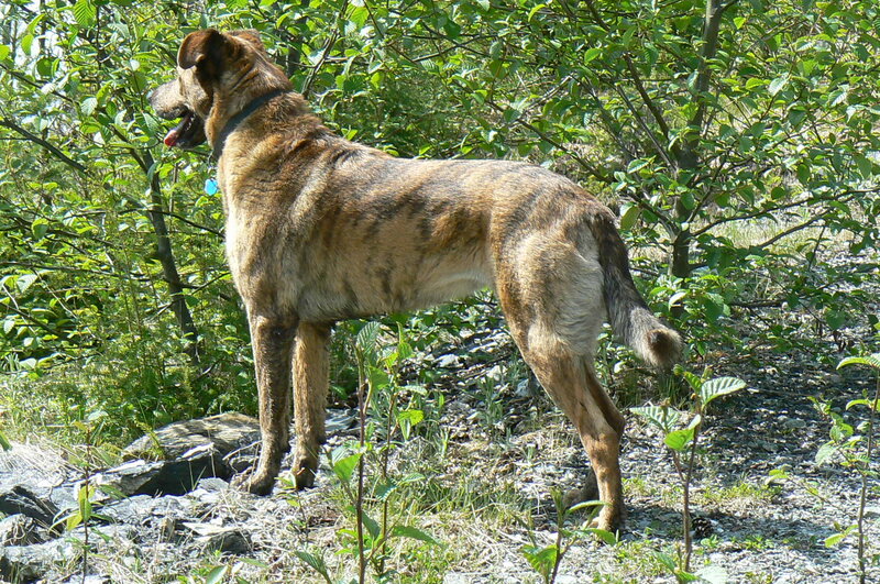 Brindle Dog Standing