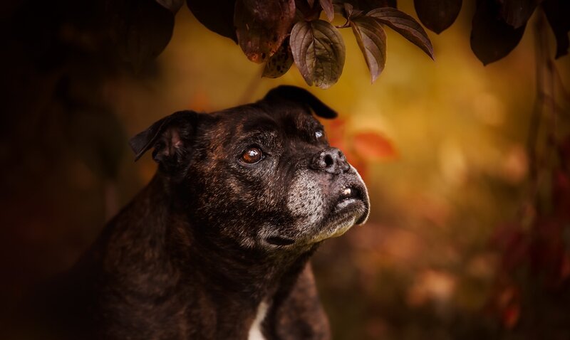Brindle Dog under Leaves