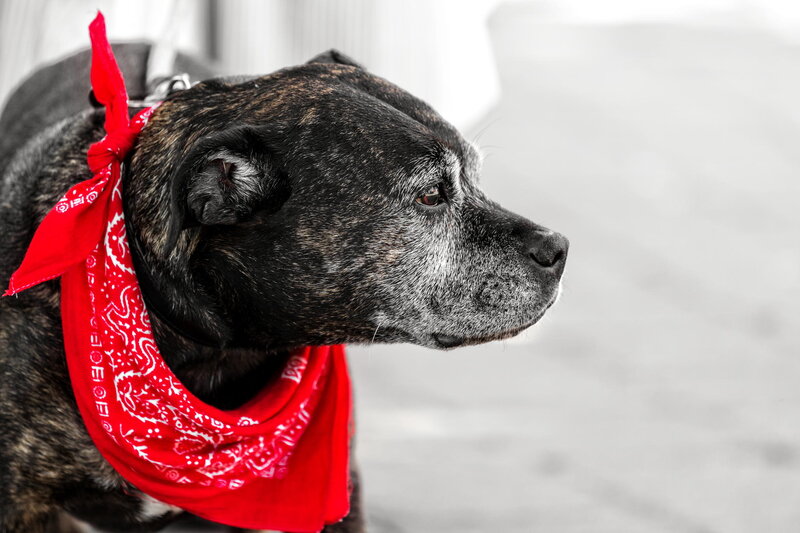 Brindle Dog with Bandana