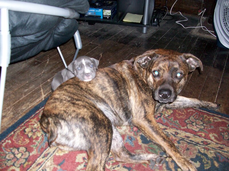 Brindle Dog with Puppy
