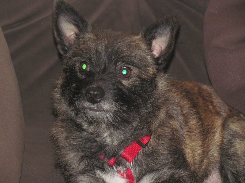 Brindle Dog with Red Harness