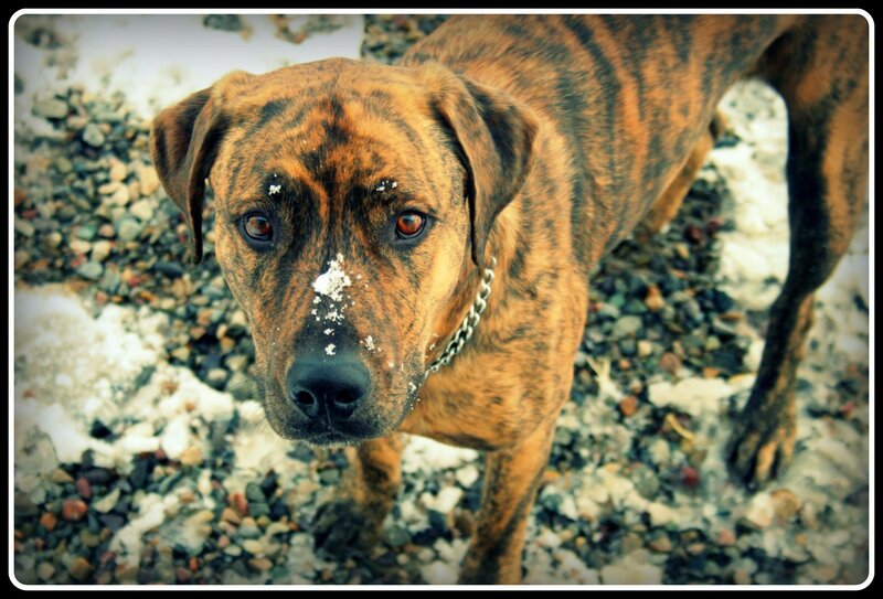 brindle dog with snow on nose