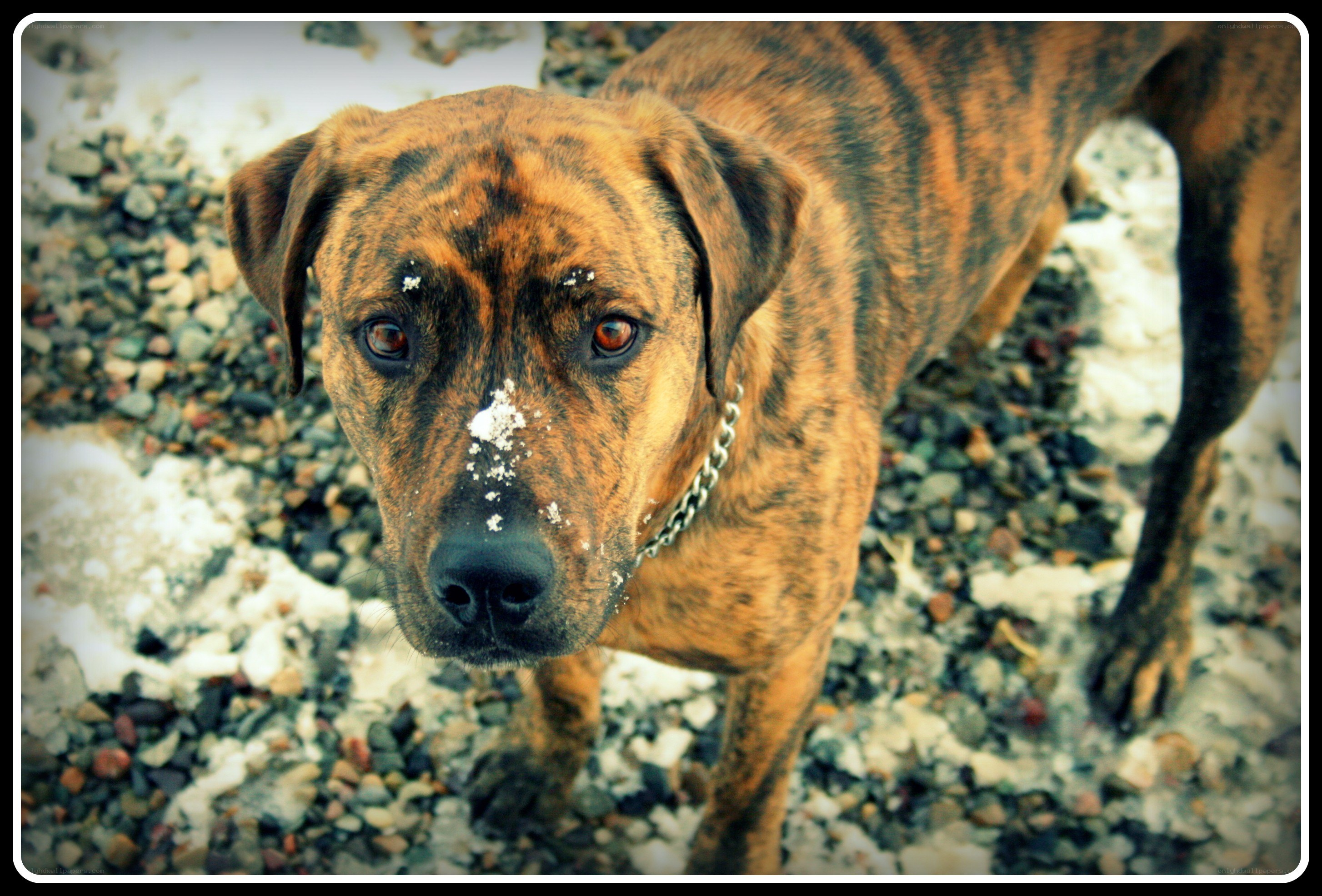 brindle dog with snow on nose
