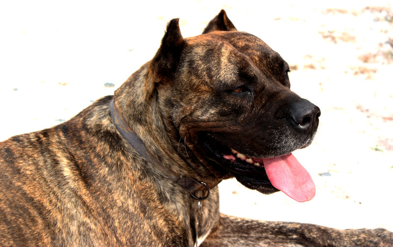 brindle dog with tongue out