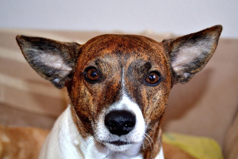 Brindle Dog with White Muzzle