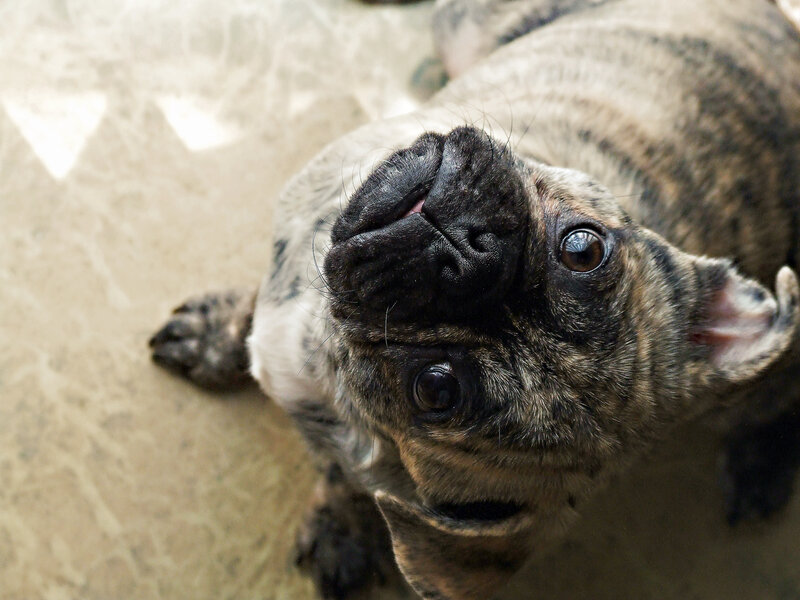 brindle french bulldog puppy