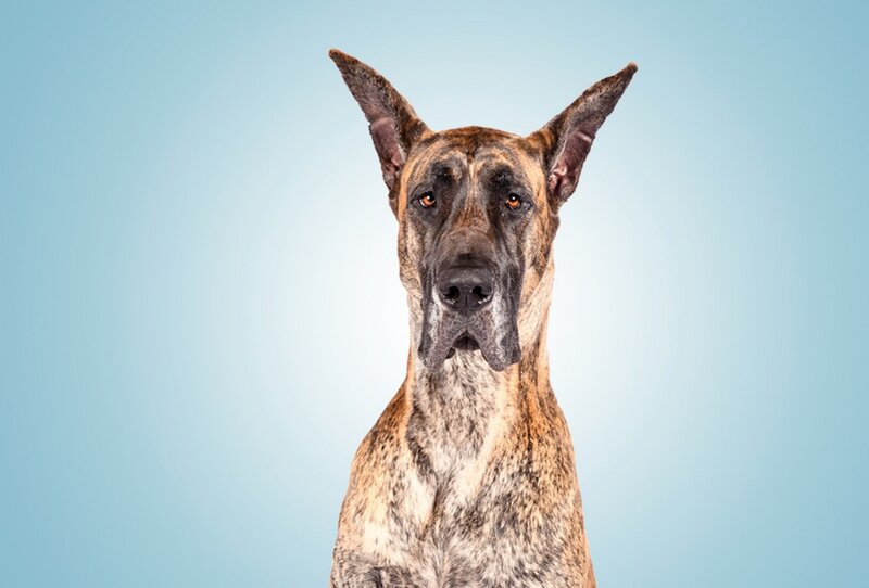 Brindle Great Dane