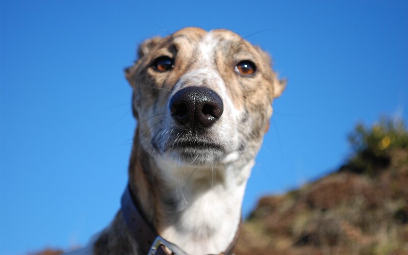 Brindle Greyhound Dog — Blue