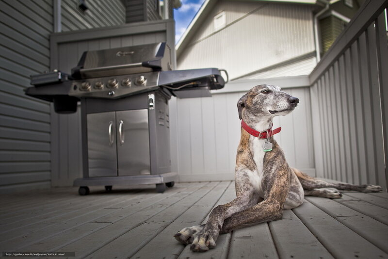 Brindle Greyhound Dog — Brown, Calm, Afternoon