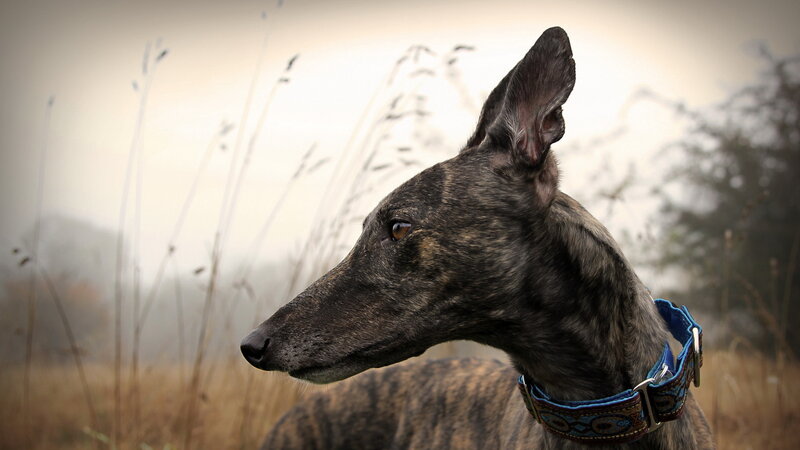 Brindle Greyhound Dog — Brown, Calm, Autumn