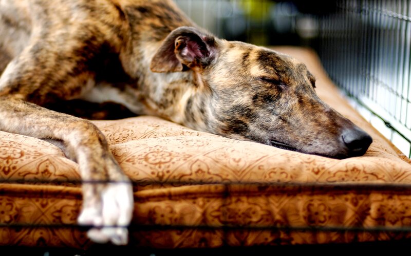 Brindle Greyhound Dog — Brown, Calm