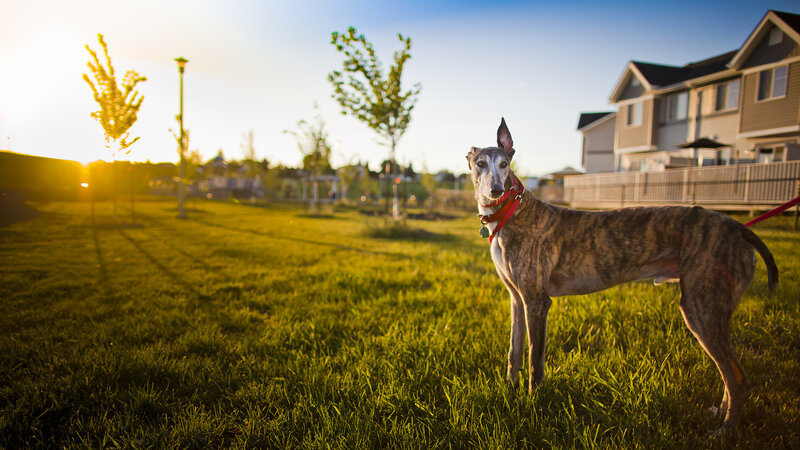 Brindle Greyhound Dog — Green, Serene