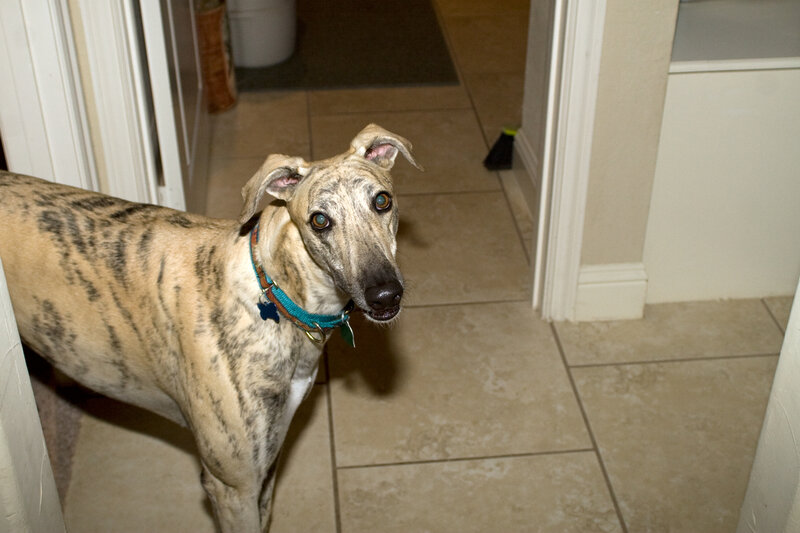 brindle greyhound dog