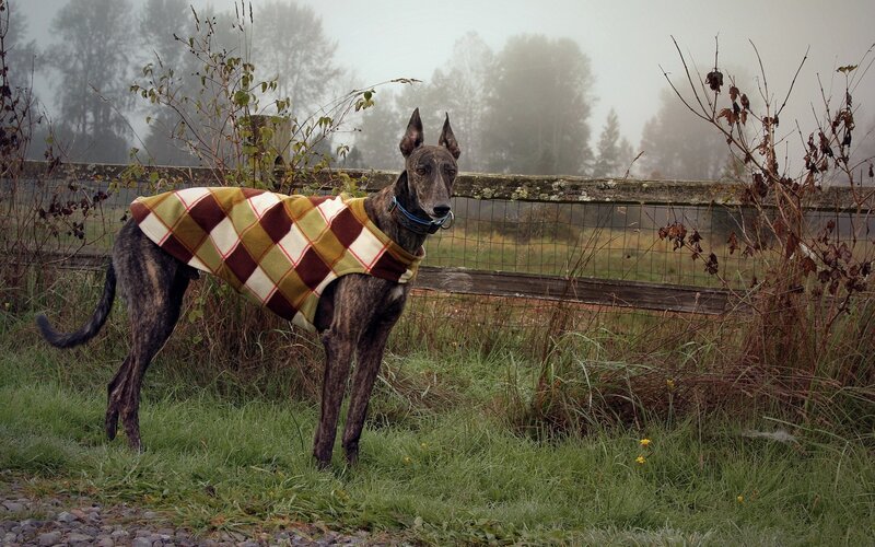 Brindle Greyhound in Sweater