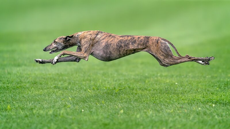 Brindle Greyhound Running