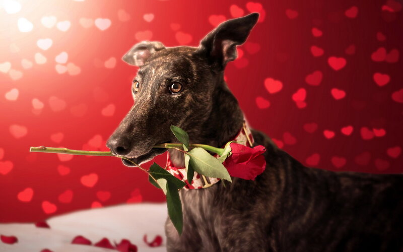 Brindle Greyhound with Rose