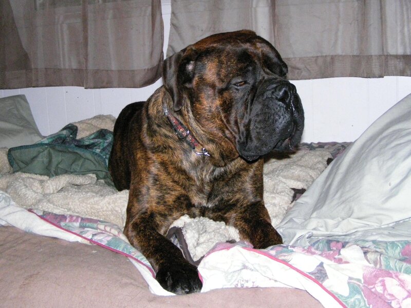Brindle Mastiff Dog — Brown, Calm